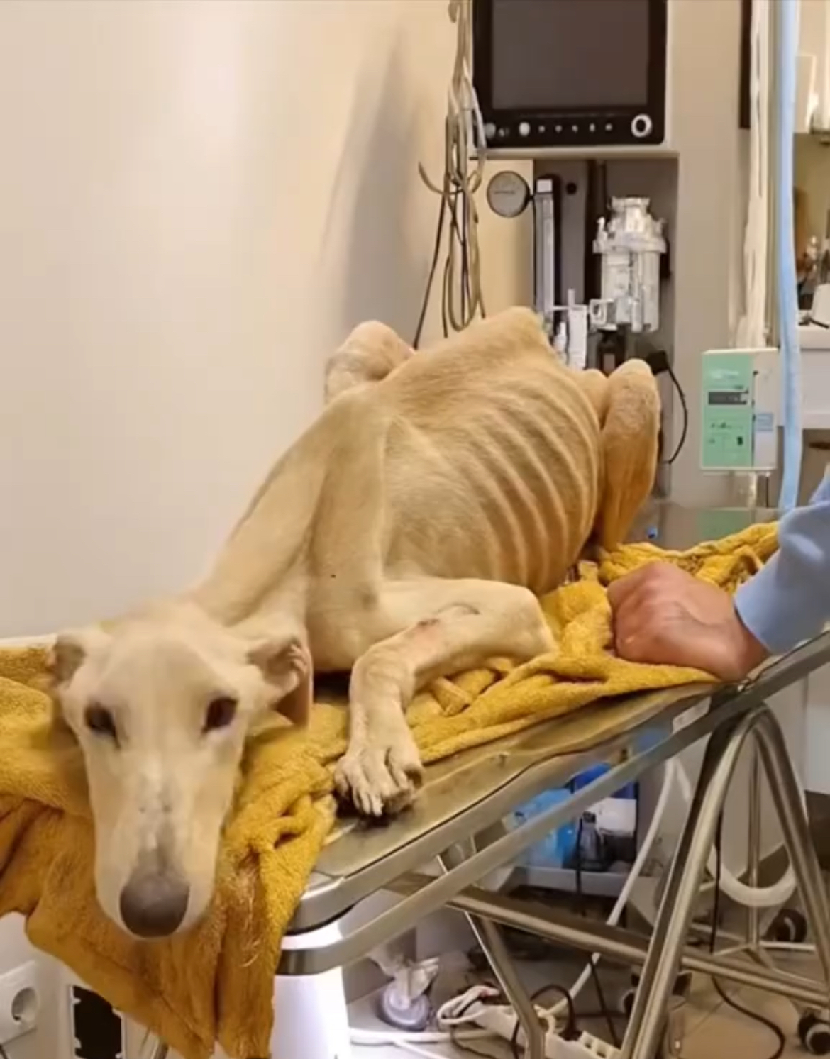 Cães feridos recebendo atendimento veterinário de emergência no abrigo Coração Animal